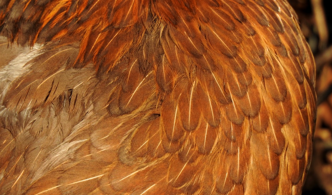 Nubuk czy zamsz: Który materiał jest lepszy?