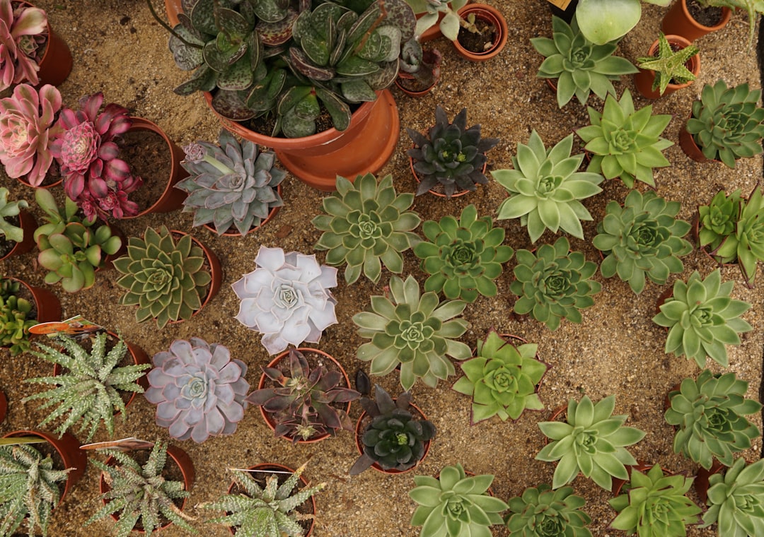 Kwiaty doniczkowe do ogrodu – długotrwałe kwitnienie